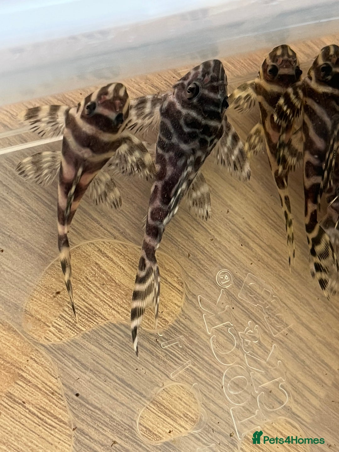 Plecos fish for sale: L333 King Tiger Plecos.  - Image 4