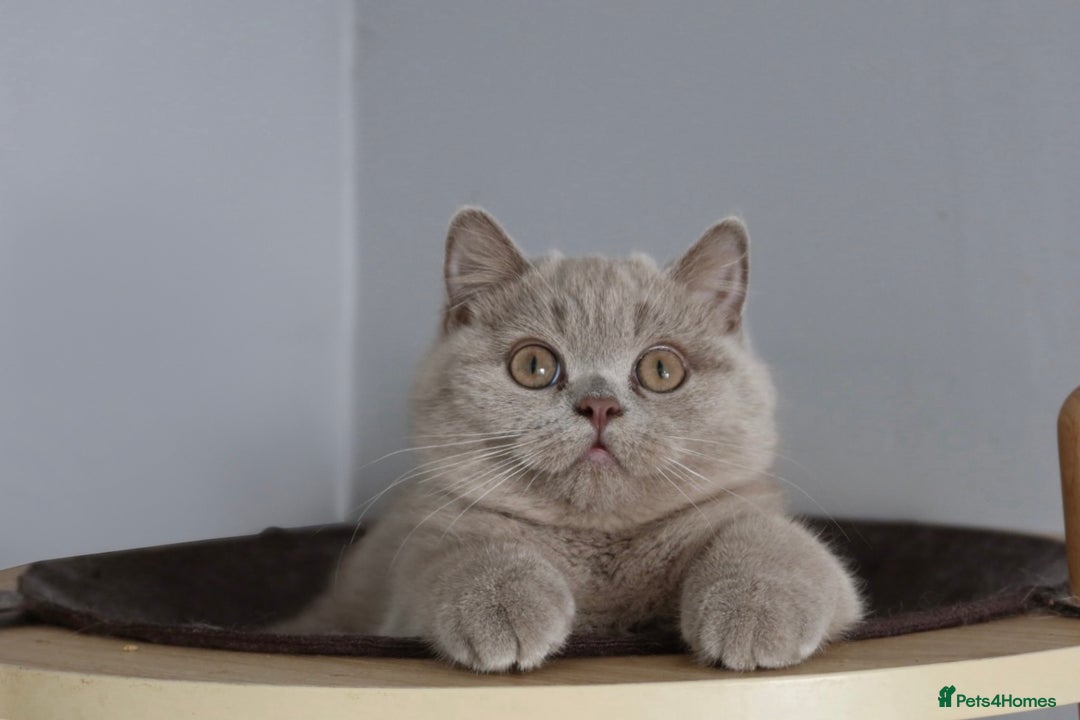 British Shorthair cats for sale: Stunning British shorthair available last girl  - Image 7