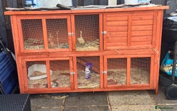Netherland Dwarf rabbits for sale: Netherland dwarf  - Image 5