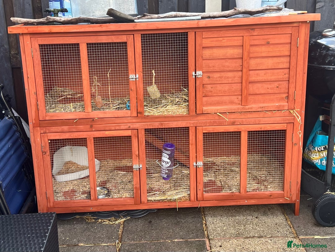 Netherland Dwarf rabbits for sale: Netherland dwarf  - Image 5