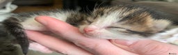 Mixed Breed cats for sale: Lovely fluffy playful kittens  - Advert 7
