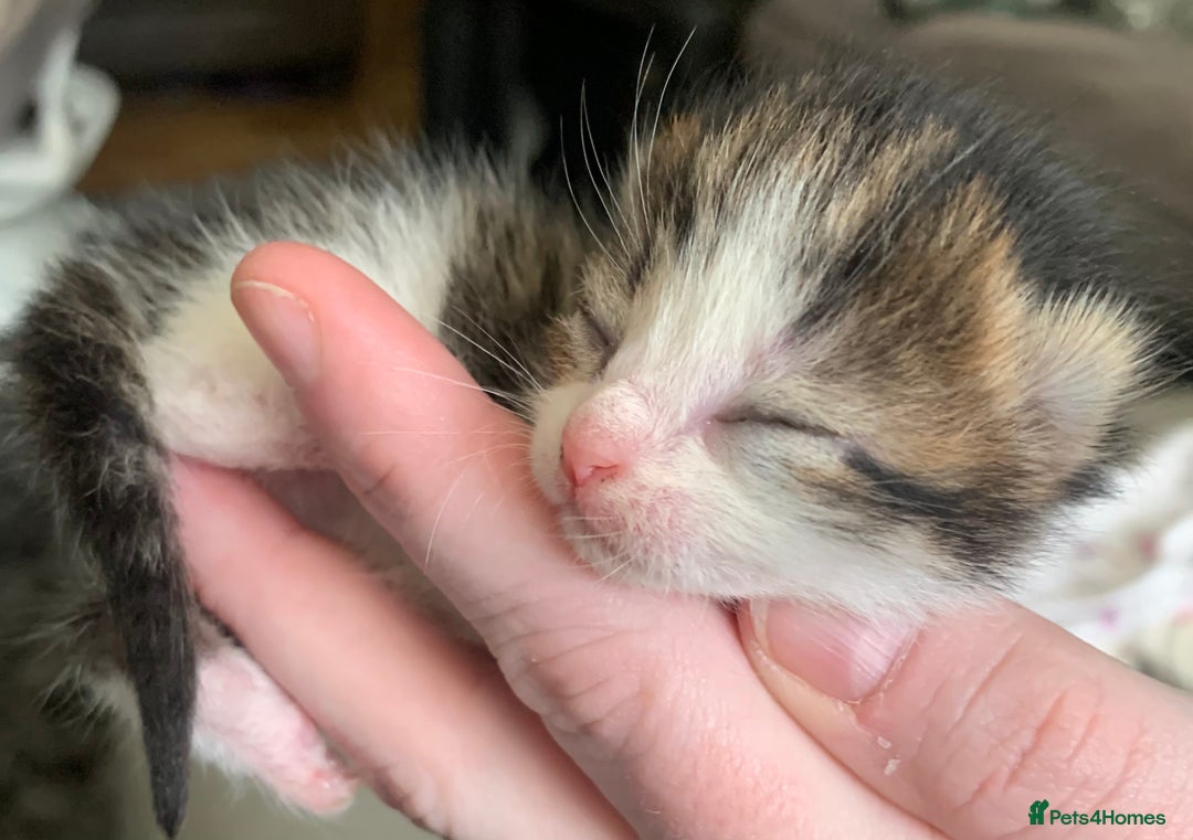 Mixed Breed cats for sale: Lovely fluffy playful kittens  - Advert 3