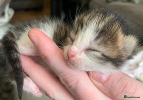 Mixed Breed cats Lovely fluffy playful kittens - Advert 6