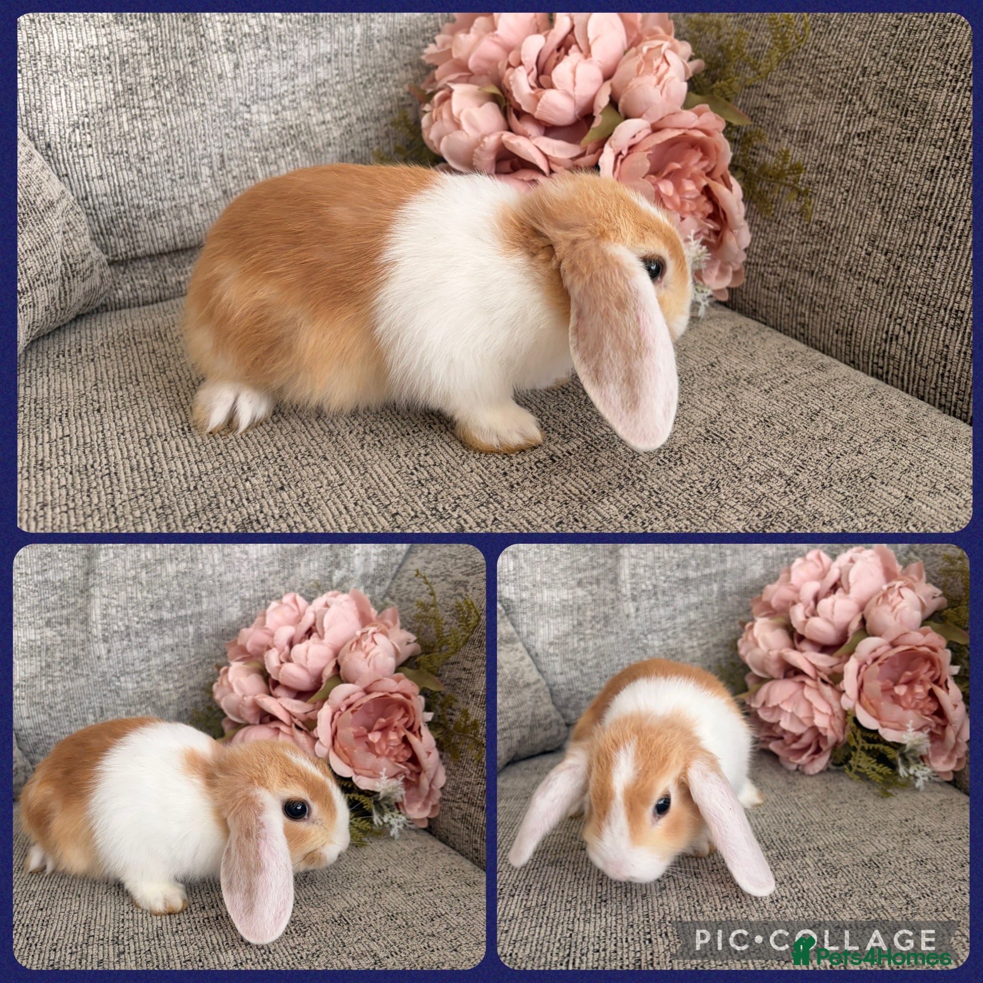 Mini Lop rabbits Mixed litter of adorable mini lops - Advert 1
