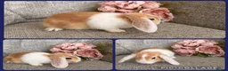 Mini Lop rabbits for sale: Mixed litter of adorable mini lops - Advert 1