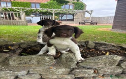 English Springer Spaniel dogs for sale: English Springer Spaniels  - Image 1