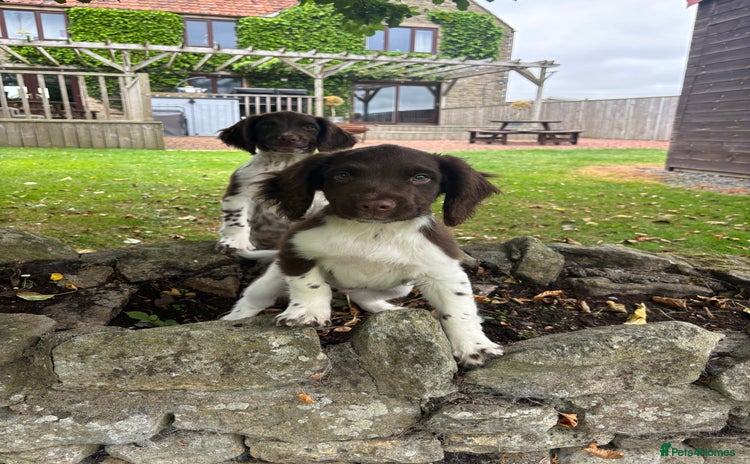 English Springer Spaniel dogs - Advert 2