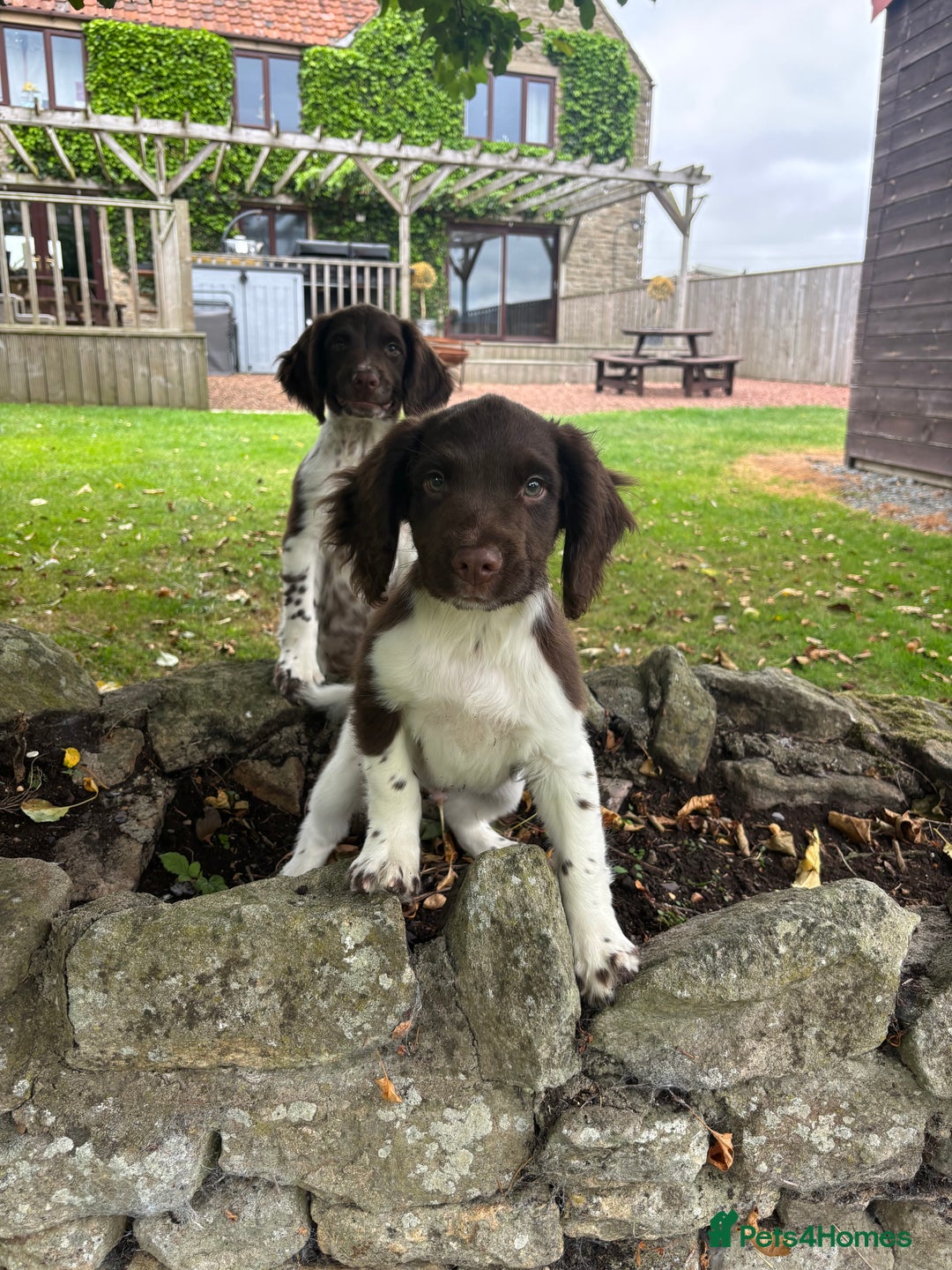 English Springer Spaniel dogs for sale: English Springer Spaniels  - Image 1
