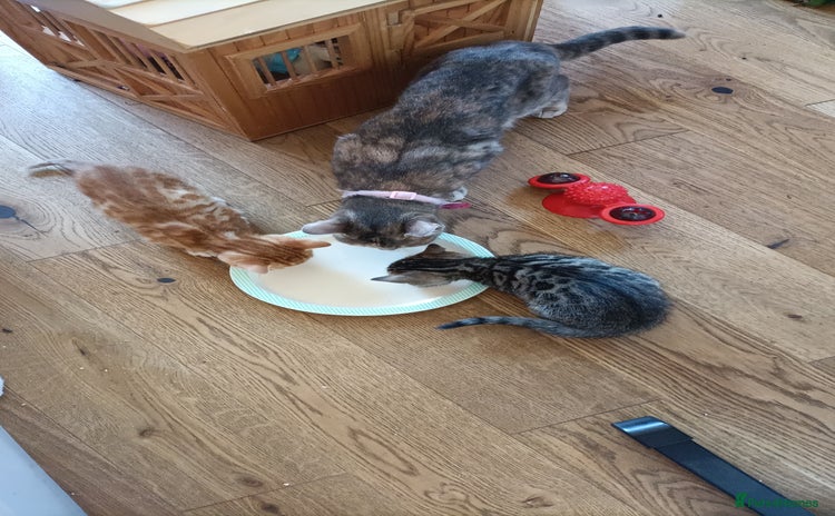 Bengal cats - Advert 12
