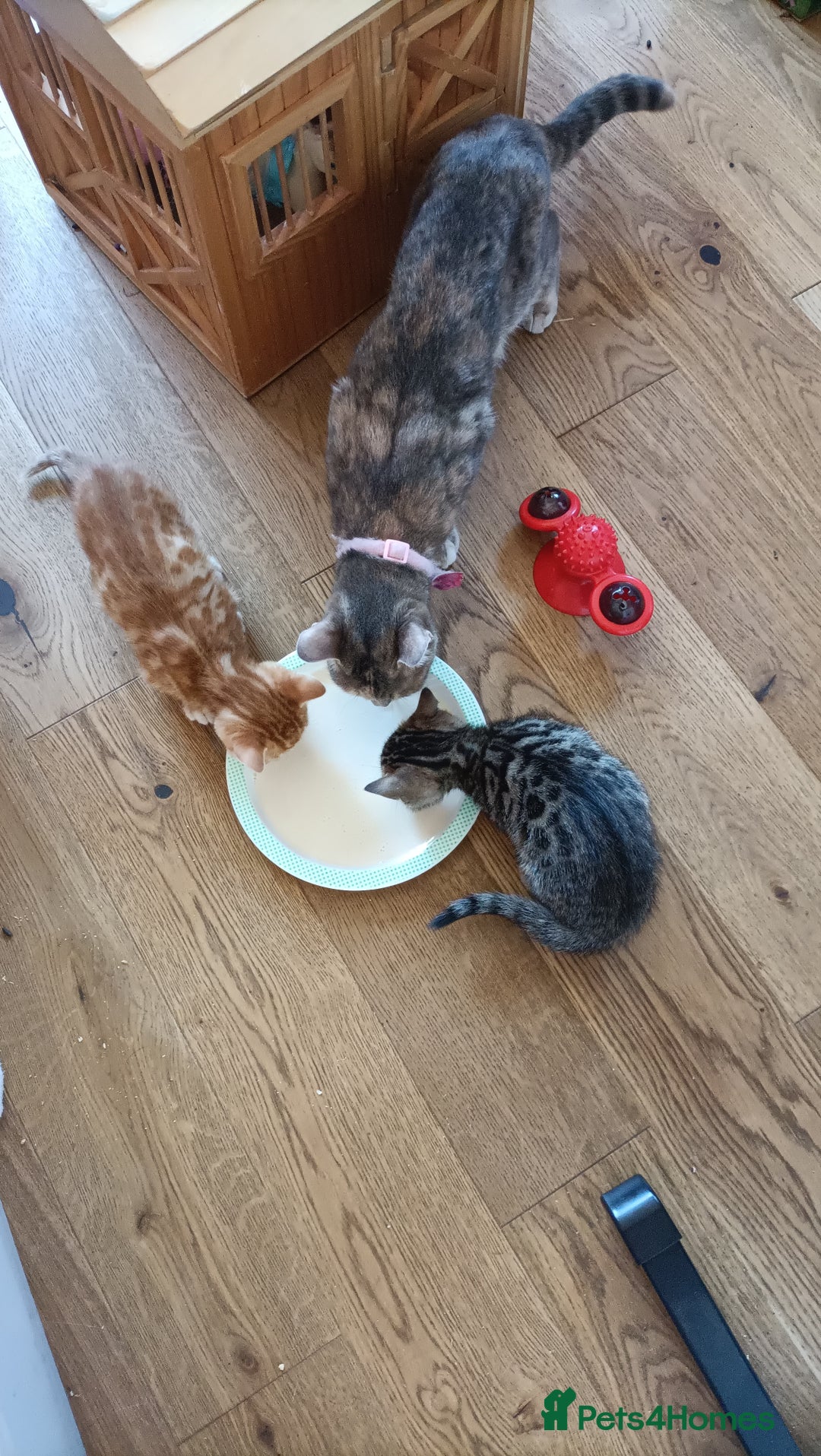 Bengal cats for sale: Bengal girl kitten  - Image 1