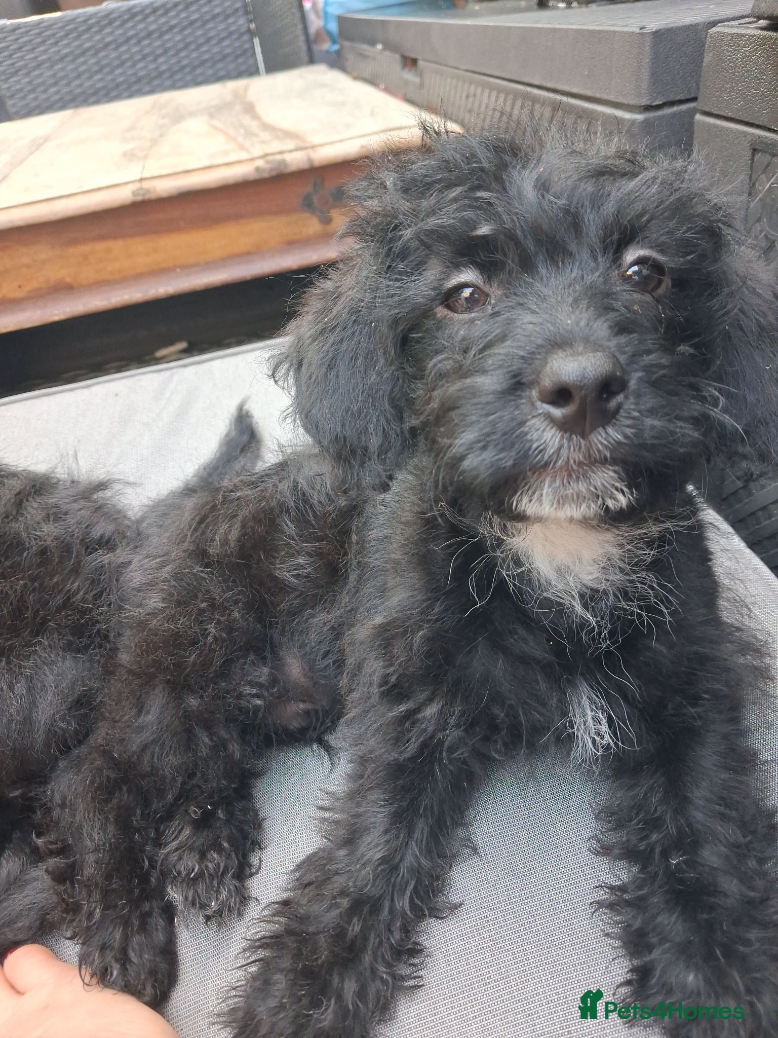 Mixed Breed dogs READY TO LEAVE Last boy Miniature poodle cross  - Advert 1
