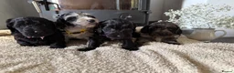 Cockapoo dogs for sale: Health tested F1 Cockapoos  - Advert 16
