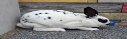 Rex rabbits for sale: Mini rex bucks ready now - Advert 3