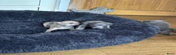 Italian Greyhound dogs for sale: Kc reg Italian greyhound puppies for sale - Advert 3