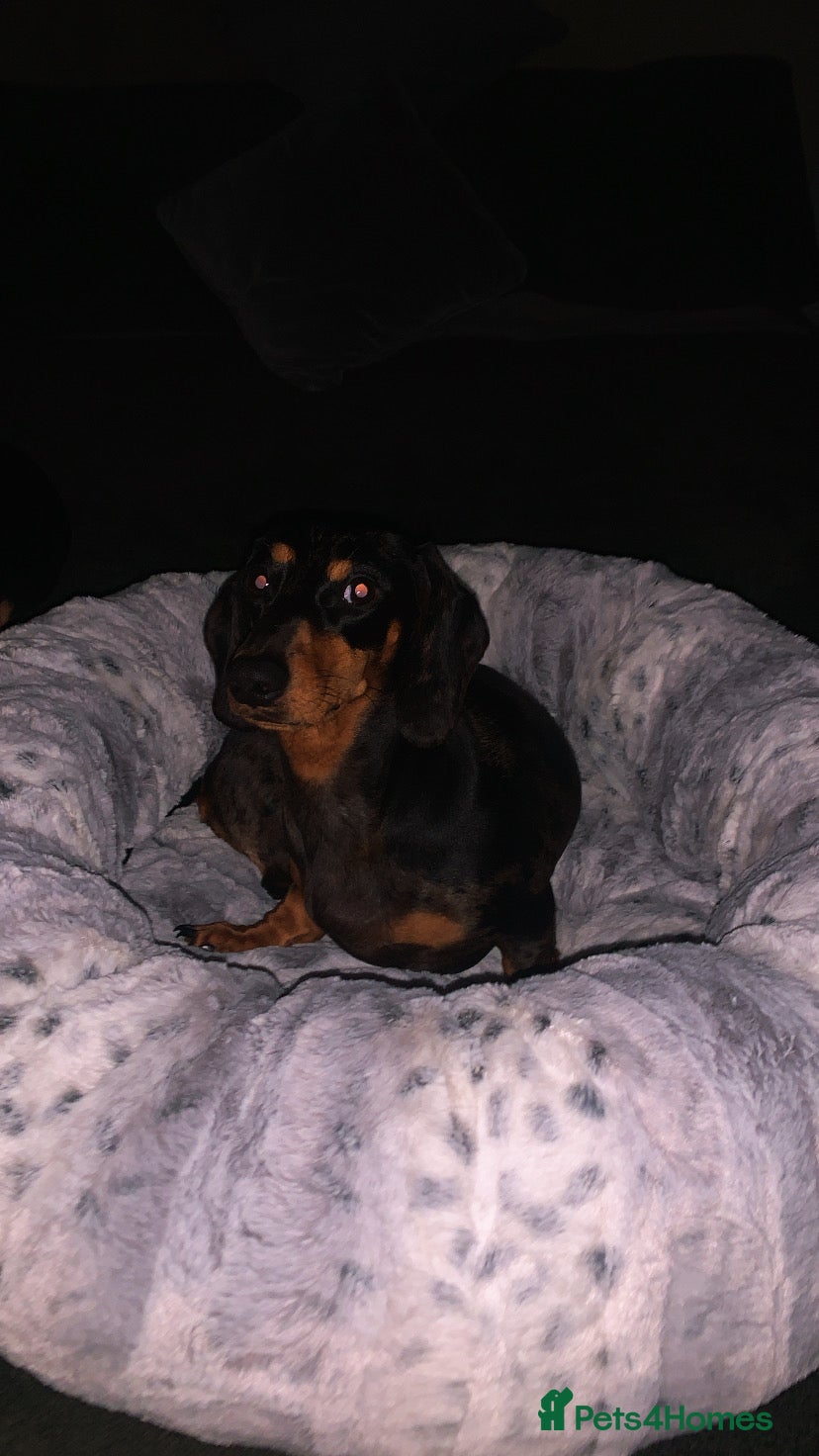 Dachshund dogs 🐾Adorable Dachshund Boys🐾 - Advert 1