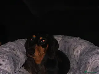 Dachshund dogs 🐾Adorable Dachshund Boys🐾 - Advert 1