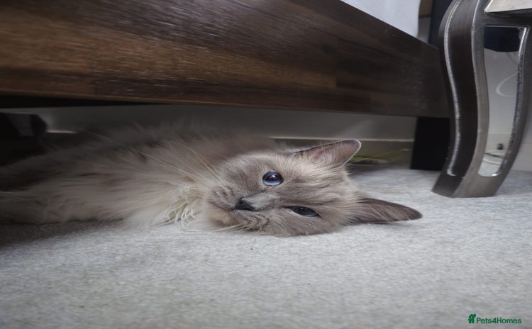 Ragdoll cats - Advert 8