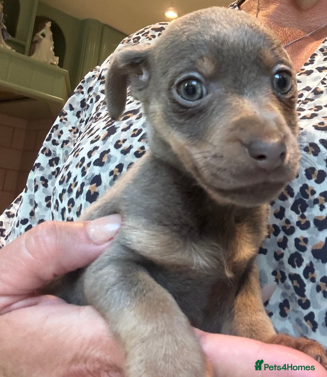 Jack Russell dogs for sale: Jack Russell Puppy 1 - Stunning much Wenlock puppy  - Image 14