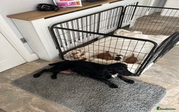 Cocker Spaniel dogs for sale: Beautiful kc registered cockerspaniel puppies  - Image 32