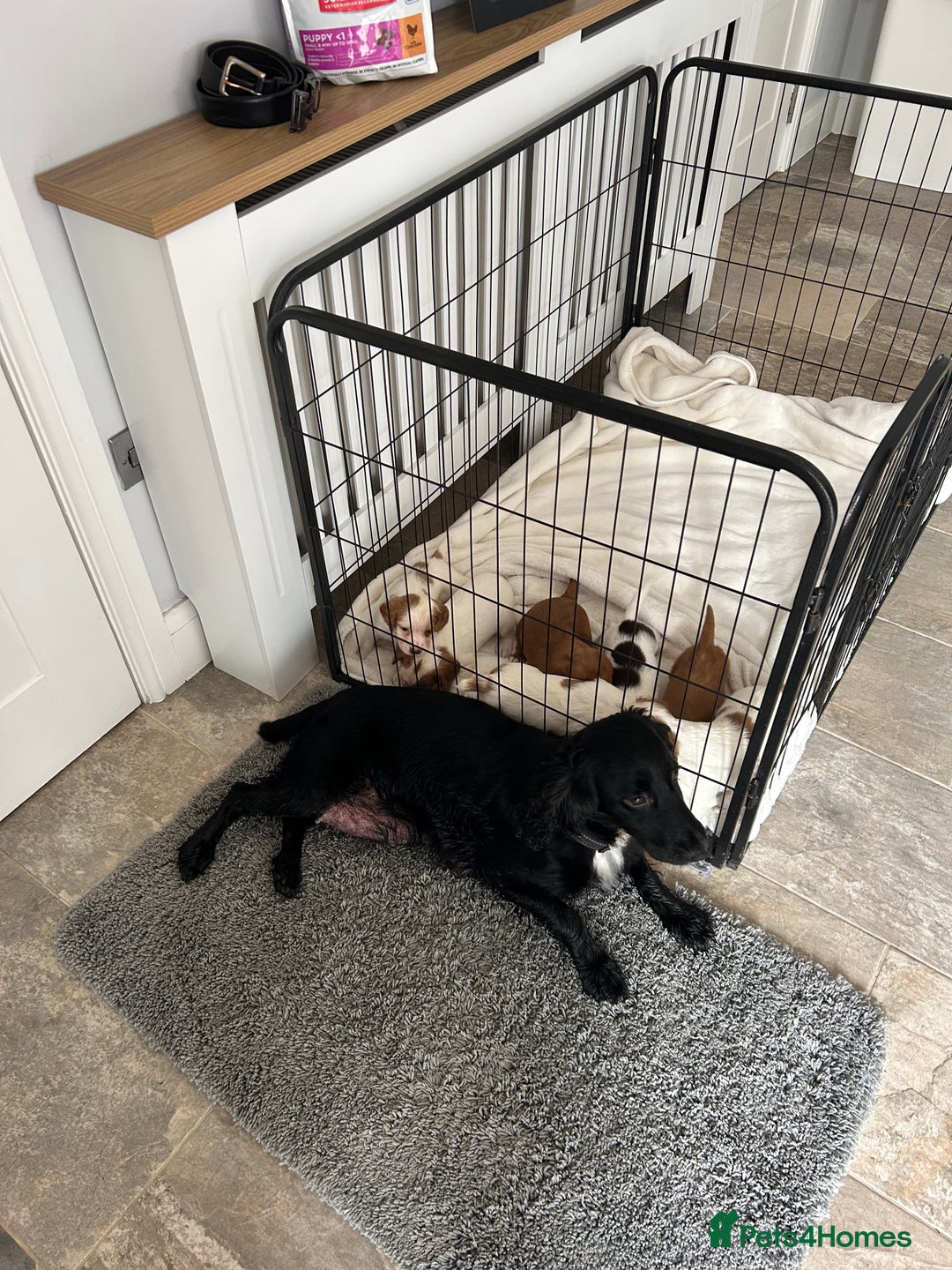 Cocker Spaniel dogs for sale: Beautiful kc registered cockerspaniel puppies  - Image 32