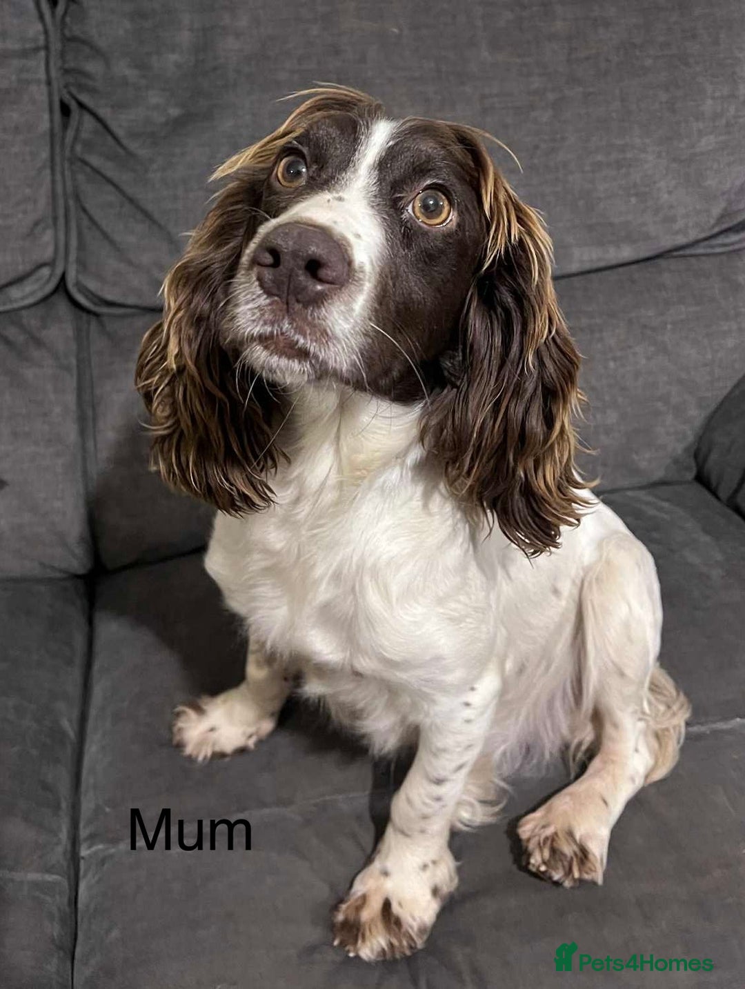 Cockapoo dogs for sale: Cockapoo F1 puppies - Advert 5