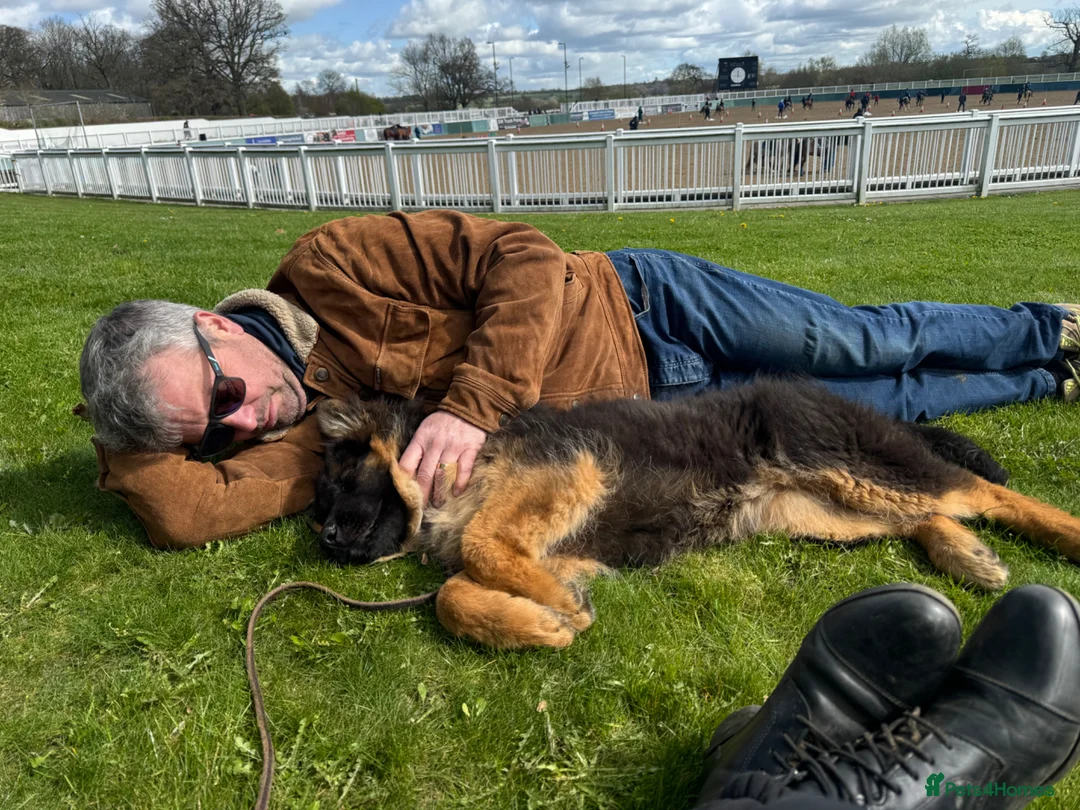 German Shepherd dogs for sale: LONG COATED GERMAN SHEPHERD GIRL  - Advert 20