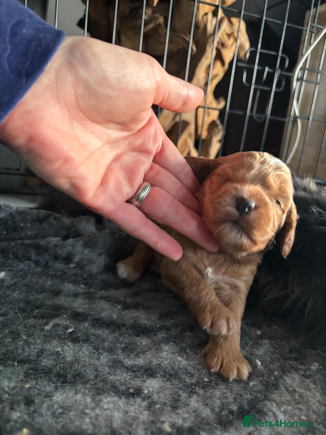 Cockapoo dogs for sale: TOY Cockapoo/ SHOW type F1 / License - Image 8