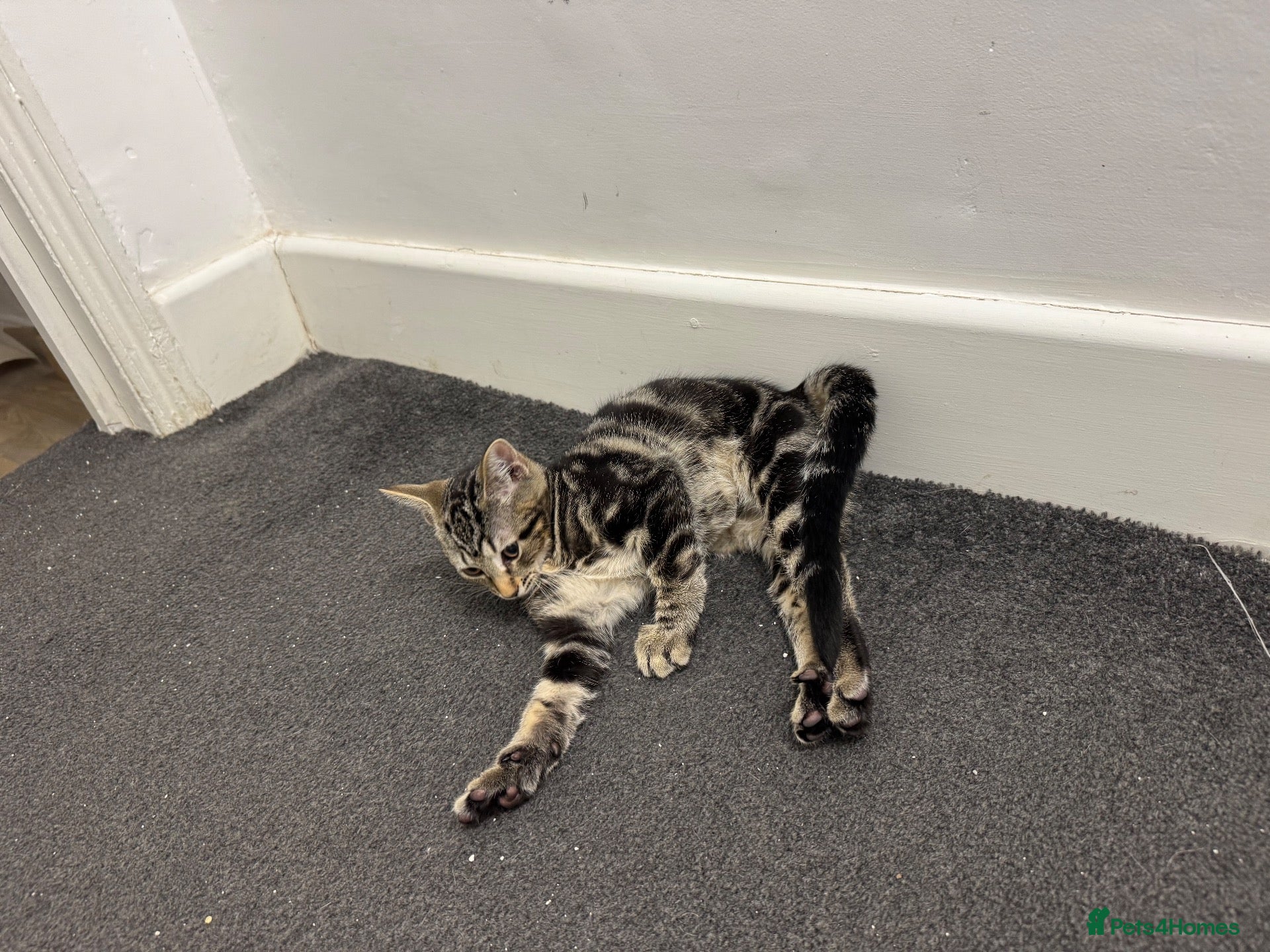 Mixed Breed cats 🐾 Six Adorable Kittens Looking for Loving Homes  - Advert 10