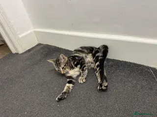 Mixed Breed cats 🐾 Six Adorable Kittens Looking for Loving Homes - Advert 10