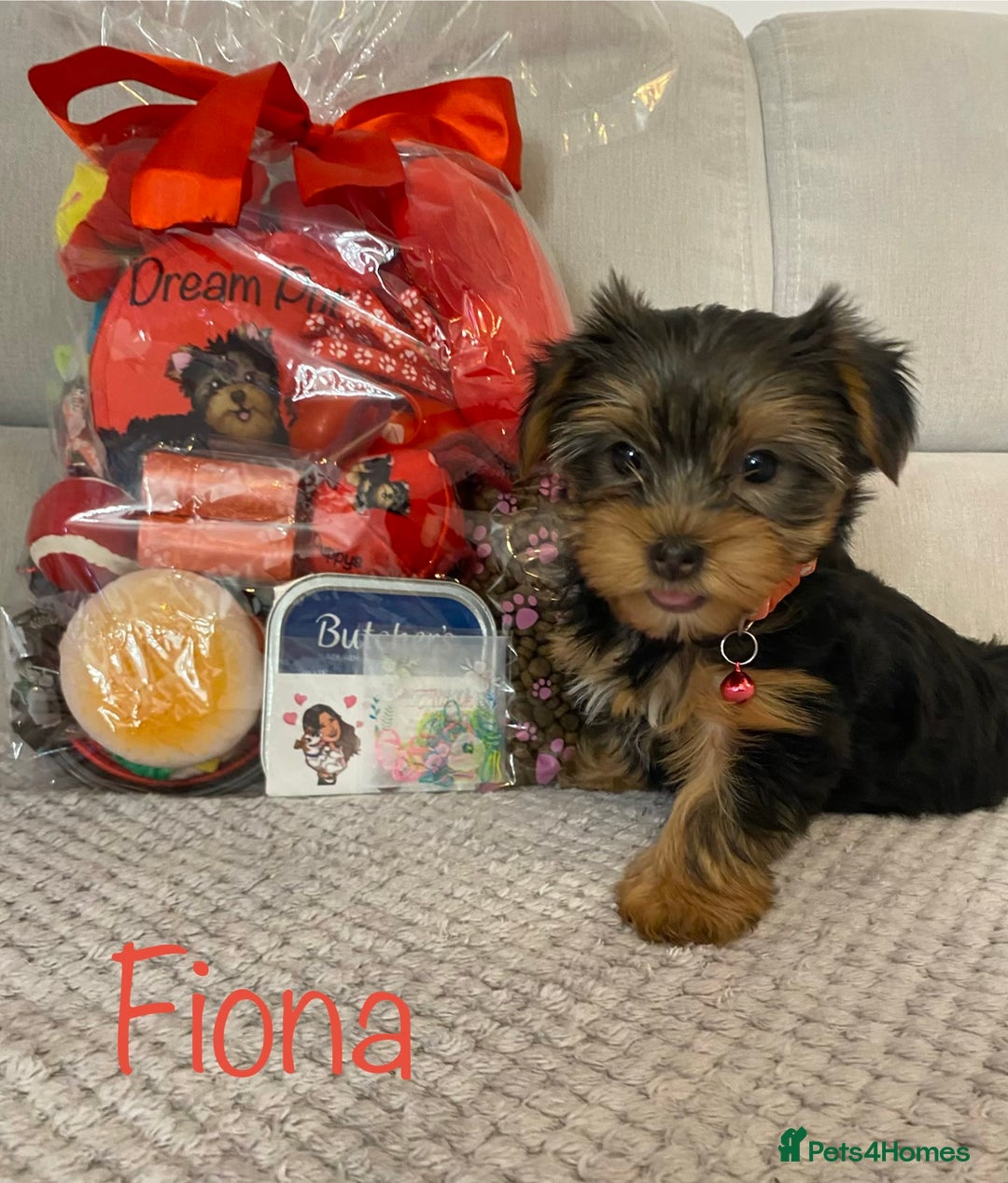 Yorkshire Terrier dogs for sale: Beautiful 2 Girls Yorkshire Terrier Pedigree  - Advert 4