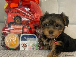 Yorkshire Terrier dogs Beautiful 2 Girls Yorkshire Terrier Pedigree - Advert 9