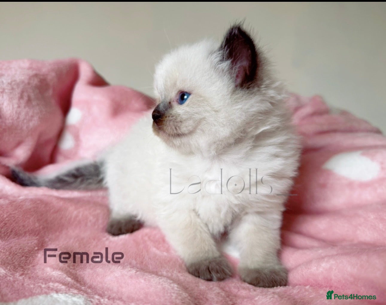 Ragdoll cats ✨Ragdoll Kittens Raised With Love xx  - Advert 17