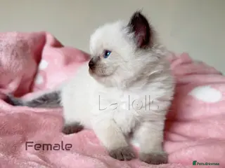 Ragdoll cats ✨Ragdoll Kittens Raised With Love xx - Advert 17