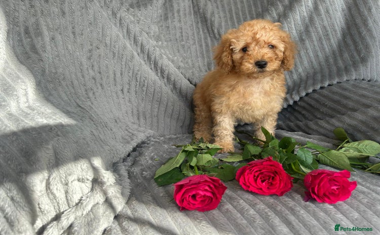 Miniature Poodle dogs - Advert 1