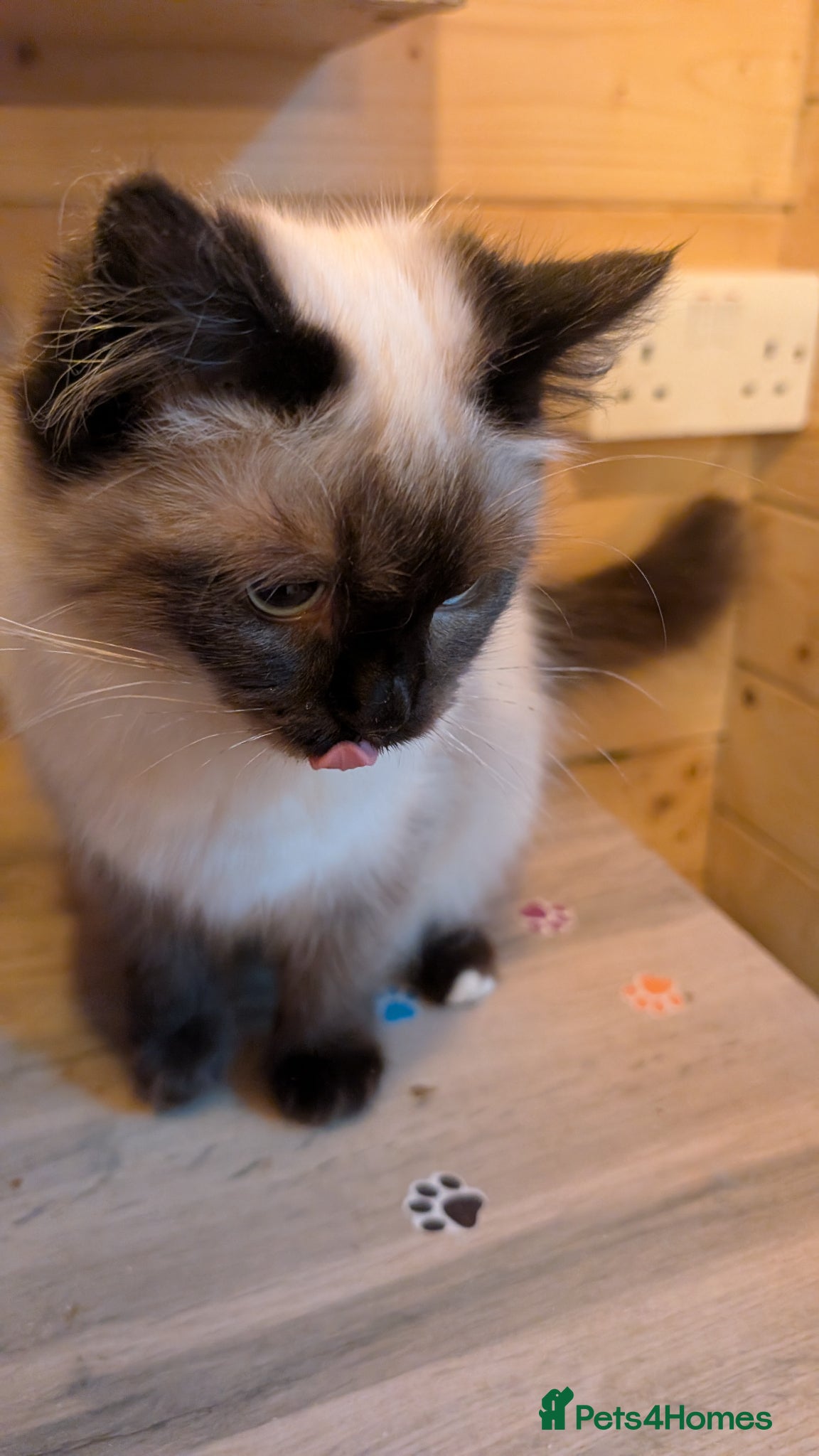 Ragdoll cats for sale: Ragdoll kittens - Advert 9
