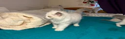 Ragdoll cats for sale: 6 beautiful ragdoll male kittens - Advert 4
