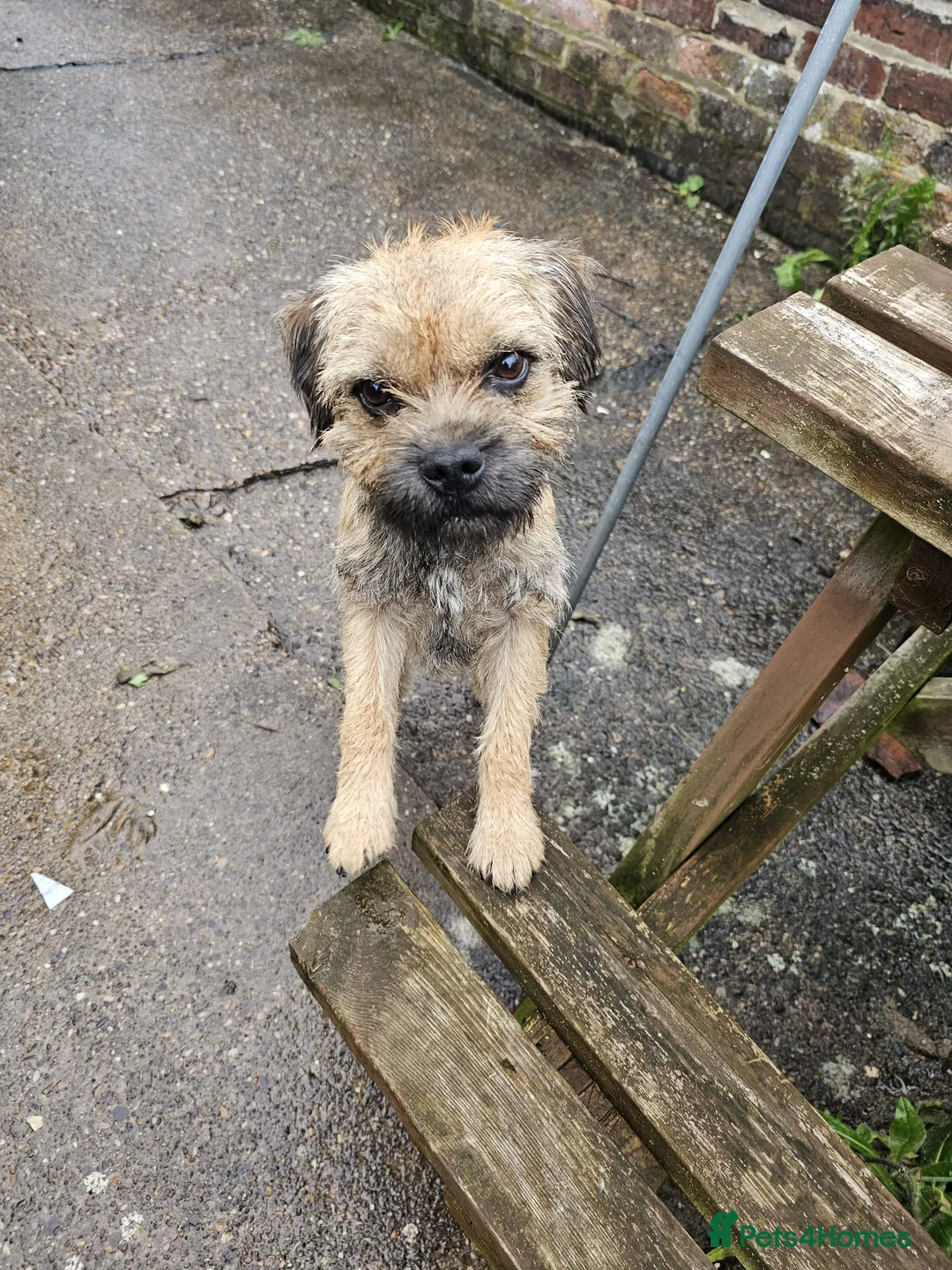 Border Terrier dogs for stud: KC SLEM clear Oxcroft border terrier proven stud in Chesterfield - Advert 7