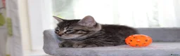 Mixed Breed cats for sale: Adorable Tabby Kittens - Advert 16