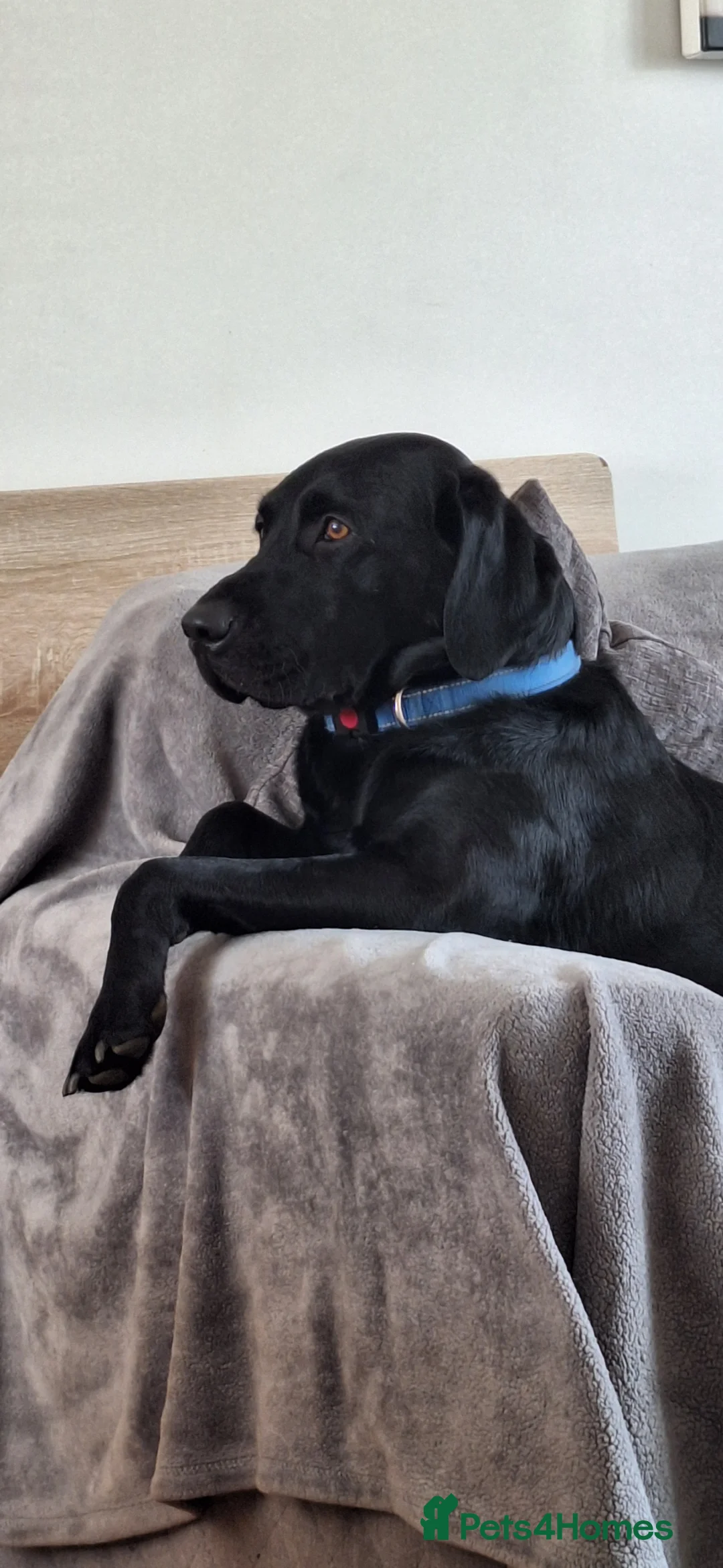 Labrador Retriever dogs for sale: 3 year old intact male labrador for sale in Birmingham - Advert 2
