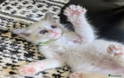 Ragamese cats for sale: 🐾💎Ragdoll X Siamese (Ragamese) Kittens💎🐾 - Image 30