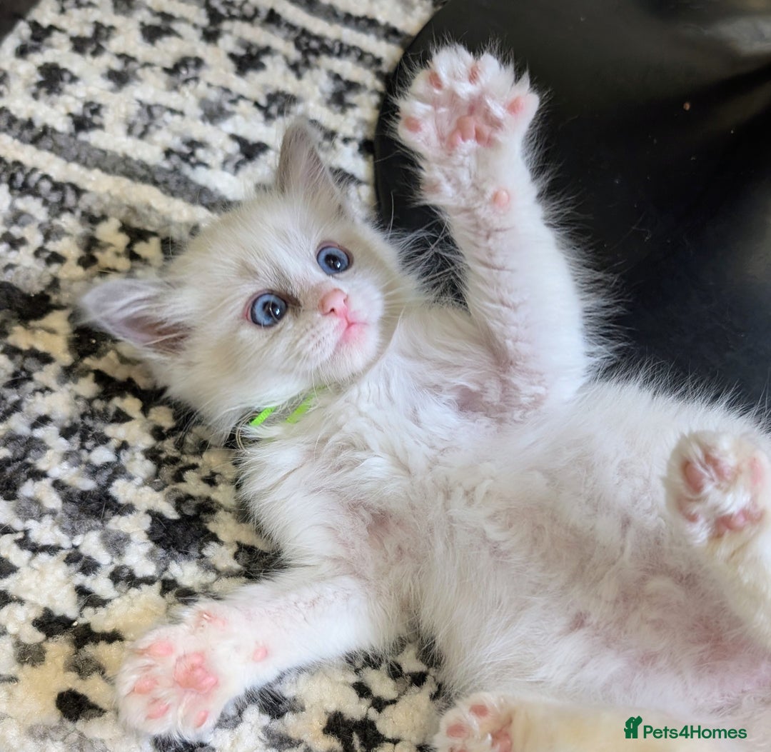 Ragamese cats for sale: 🐾💎Ragdoll X Siamese (Ragamese) Kittens💎🐾 - Image 30