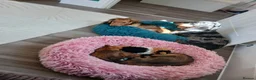 Dachshund dogs for stud: Rolo silver dapple miniature long-haired dachshund - Advert 11