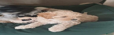 Teddy 
