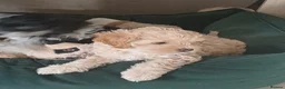 Cavapoo dogs for sale: Gorgeous cavapoo - only a 1 left - Advert 24