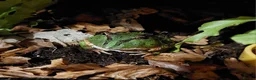 Frog reptiles for sale: Ornate horned Pacman Frog  - Advert 1