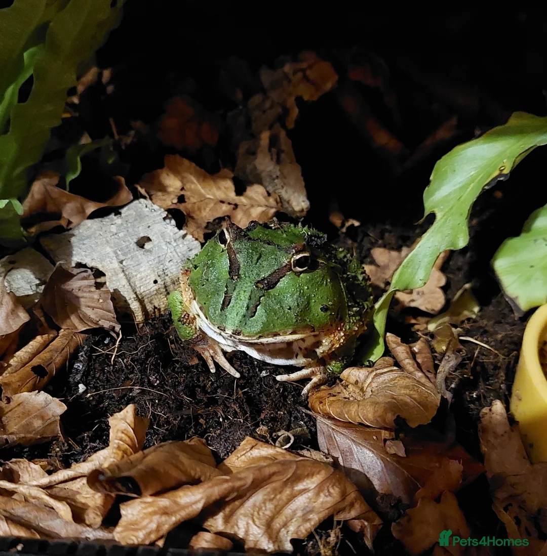 Frog reptiles for sale: Ornate horned Pacman Frog  - Advert 1