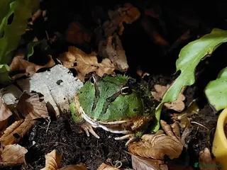 Frog reptiles Ornate horned Pacman Frog - Advert 6