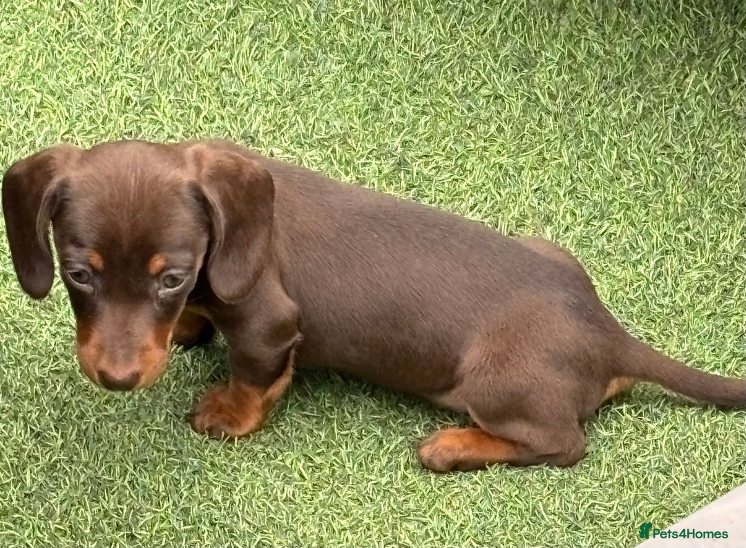 Miniature Dachshund dogs for sale: Miniature dachshunds - Image 7