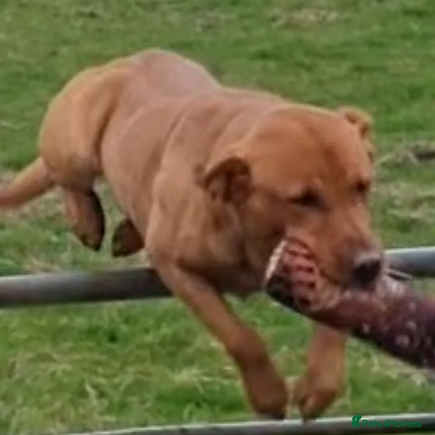 Labrador Retriever dogs KC REGISTERED FOX RED LABRADOR FOR STUD - Advert 1