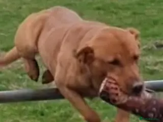 Labrador Retriever dogs KC REGISTERED FOX RED LABRADOR FOR STUD - Advert 3